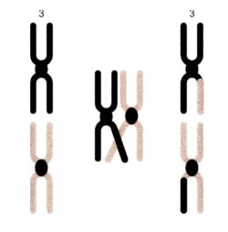 Flush sisters or flush brothers are not identical twins