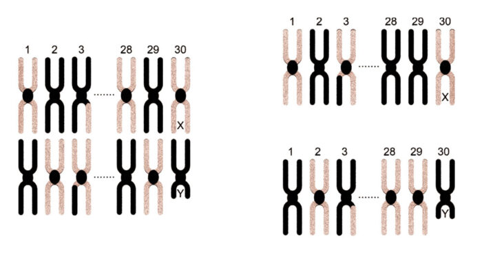 Flush sisters or flush brothers are not identical twins