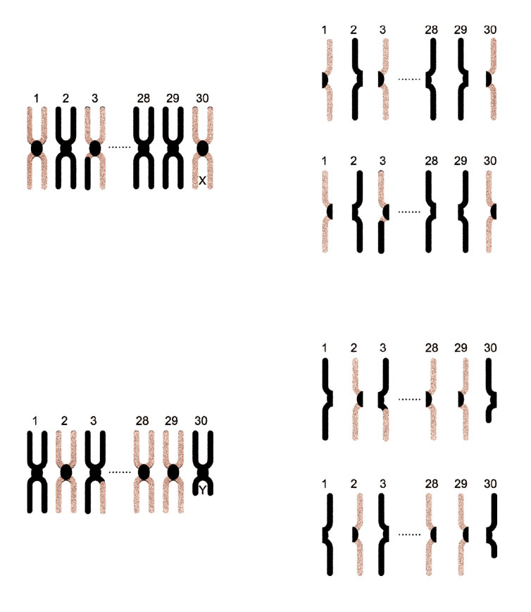 Flush sisters or flush brothers are not identical twins