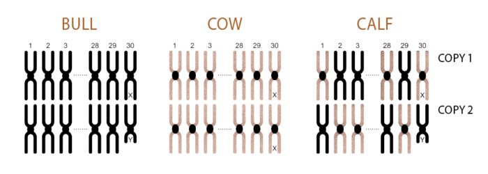Flush sisters or flush brothers are not identical twins